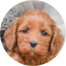 Cockapoo Puppies For Sale - Premier Pups Cockapoo Puppies For Sale - Premier Pups