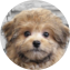 Pomapoo Puppy For Sale - Premier Pups Pomapoo Puppy For Sale - Premier Pups