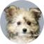 Pomachon Puppy For Sale - Premier Pups
