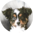 Mini Aussie Puppies For Sale - Premier Pups Mini Aussie Puppies For Sale - Premier Pups