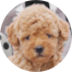 Poochon Puppies For Sale - Premier Pups Poochon Puppies For Sale - Premier Pups