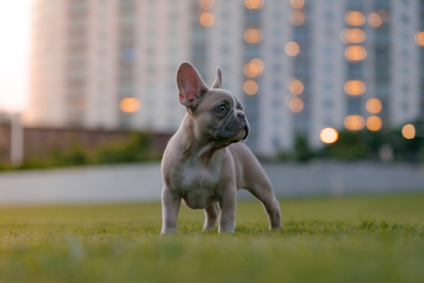 The Magnificent French Bulldog