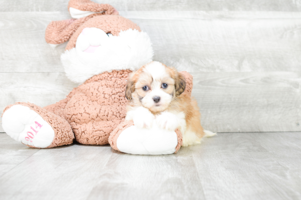 Teddy Bear Pup Being Cute