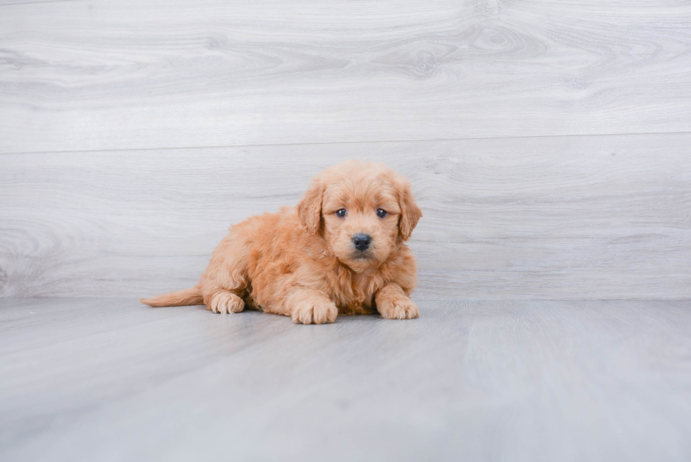 Best Mini Goldendoodle Baby