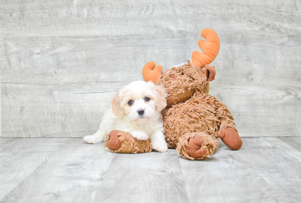 Small Cavachon Baby