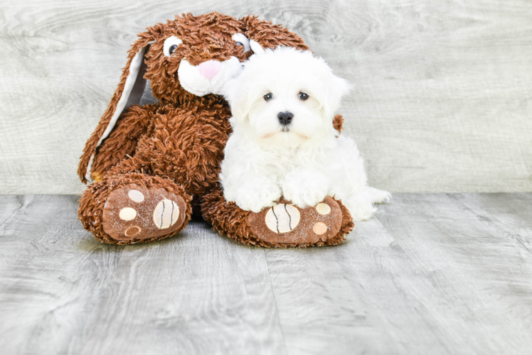 Happy Maltese Purebred Puppy