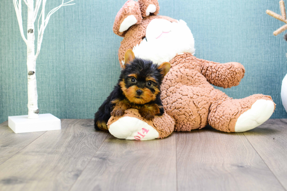 Meet Micro-Teacup-Giselle - our Yorkshire Terrier Puppy Photo 