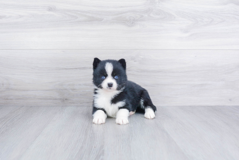 Small Pomsky Baby