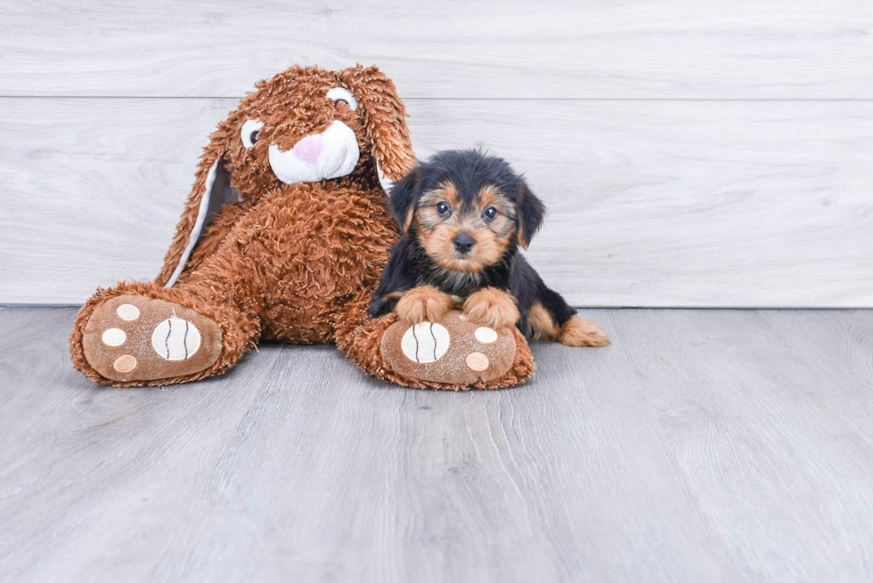 Meet Stevo - our Yorkshire Terrier Puppy Photo 