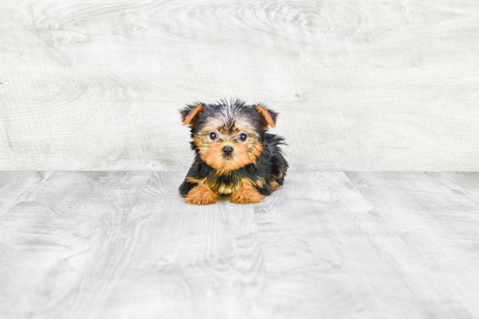 Meet Avery - our Yorkshire Terrier Puppy Photo 