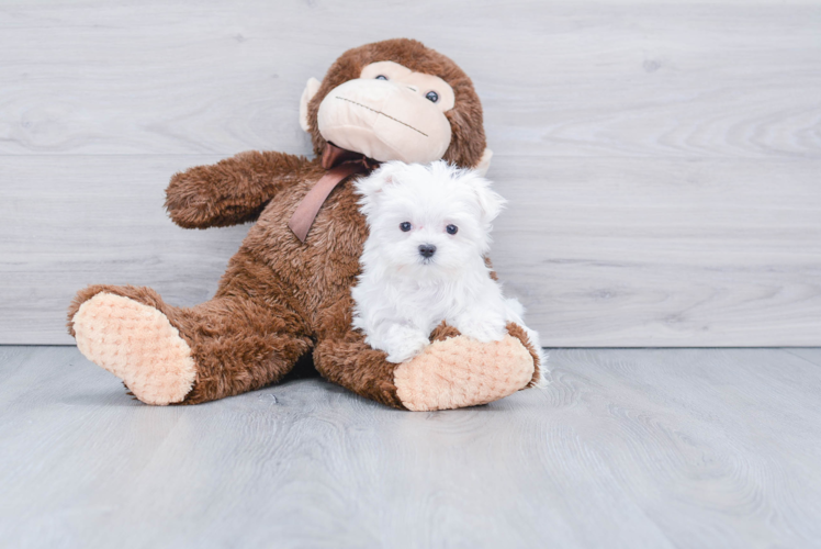 Maltese Pup Being Cute