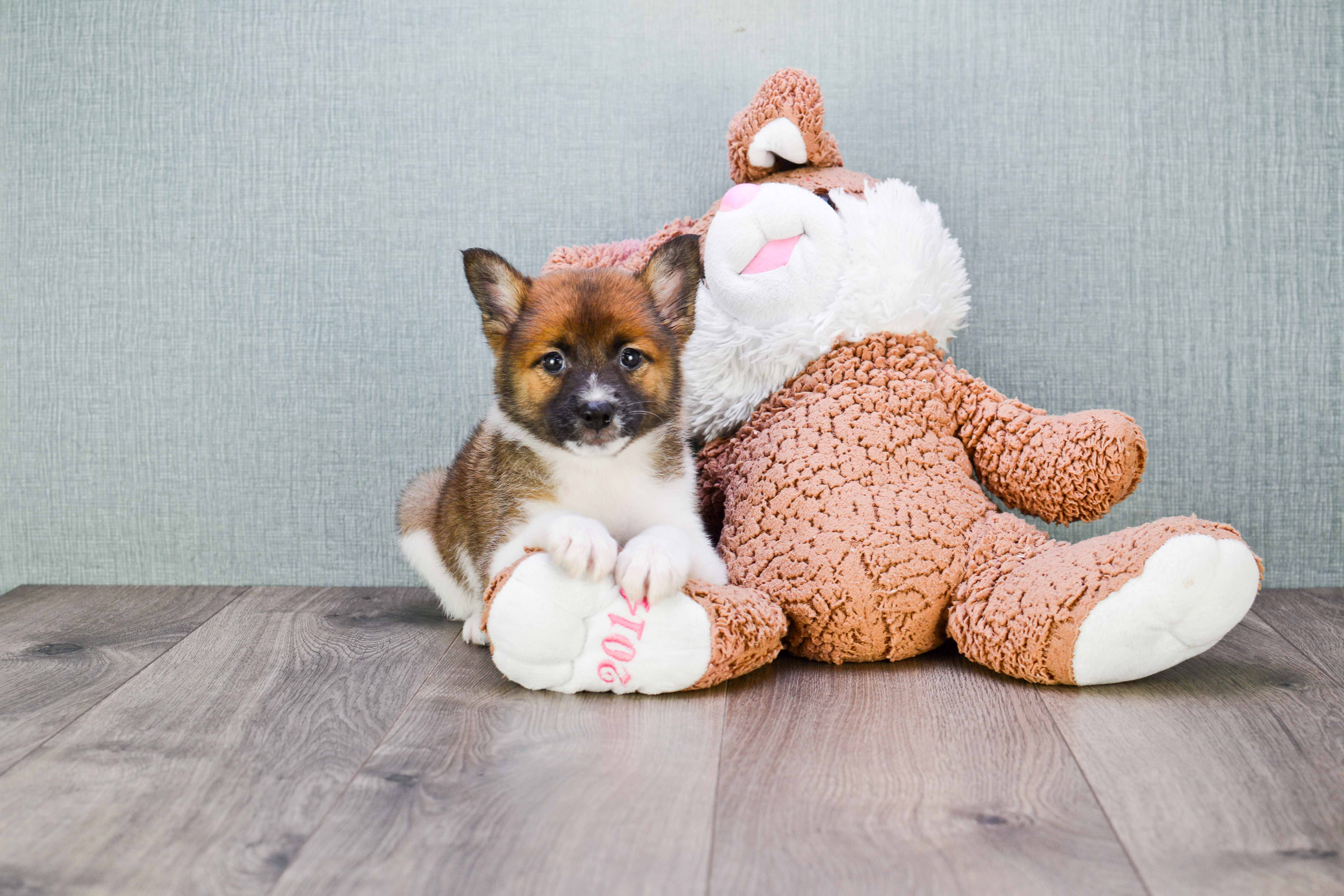 Friendly Pomeranian Baby