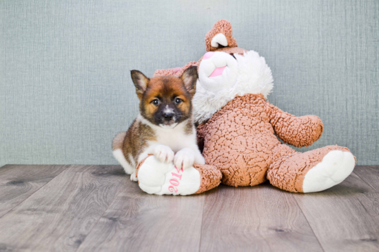 Friendly Pomeranian Baby