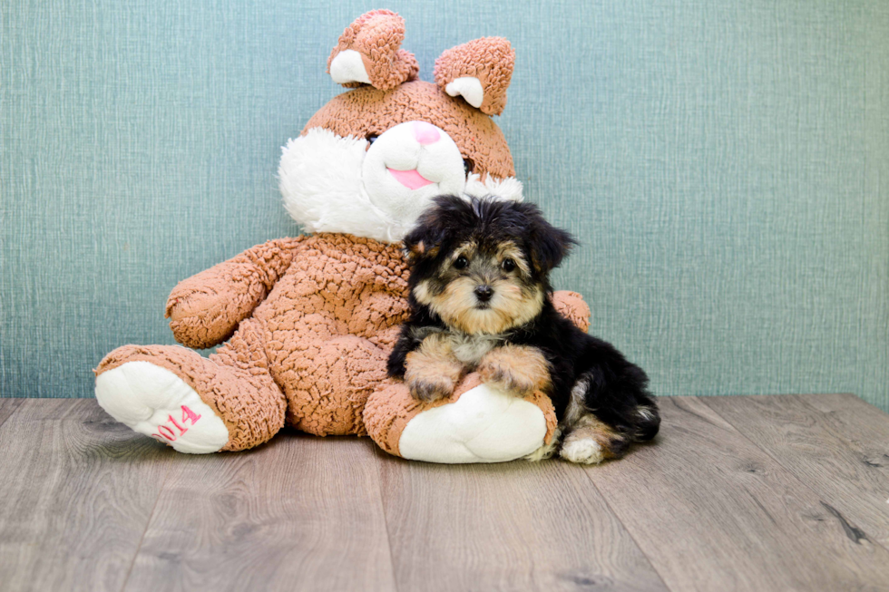 Fluffy Morkie Designer Pup