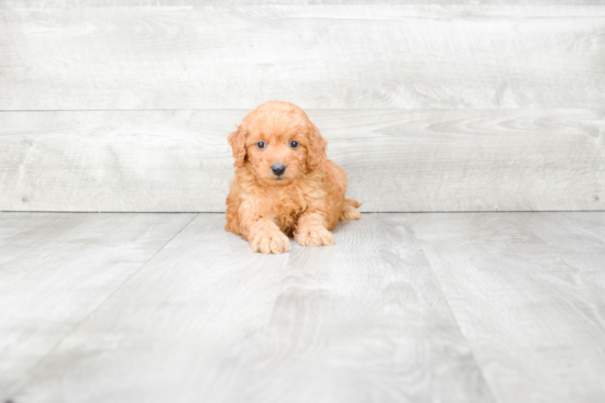 Mini Goldendoodle Puppy for Adoption