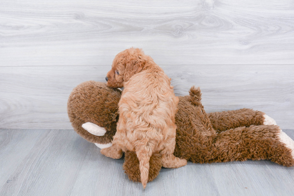 Petite Mini Goldendoodle Poodle Mix Pup