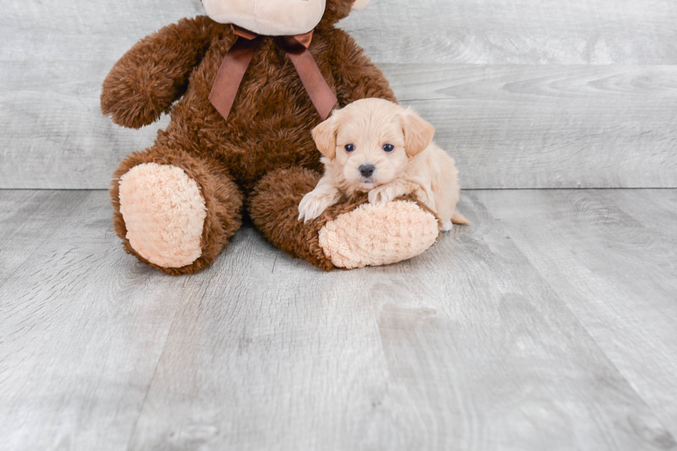 Maltipoo Pup Being Cute