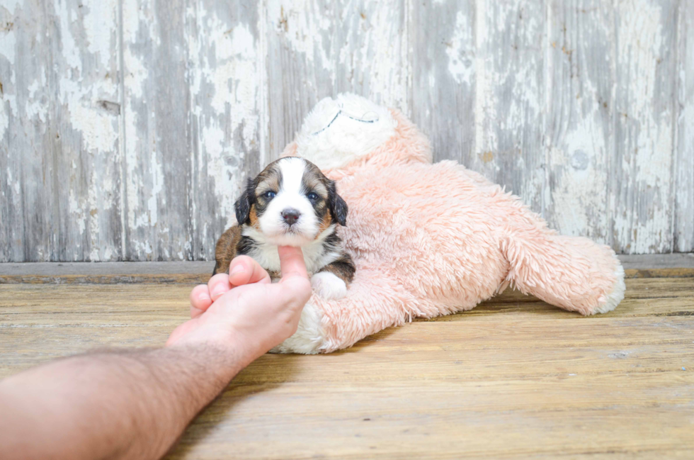 Cute Mini Bernedoodle Baby