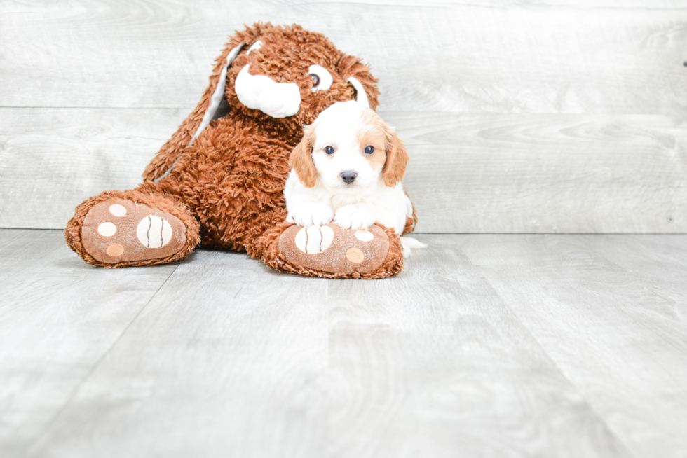 Best Cavapoo Baby