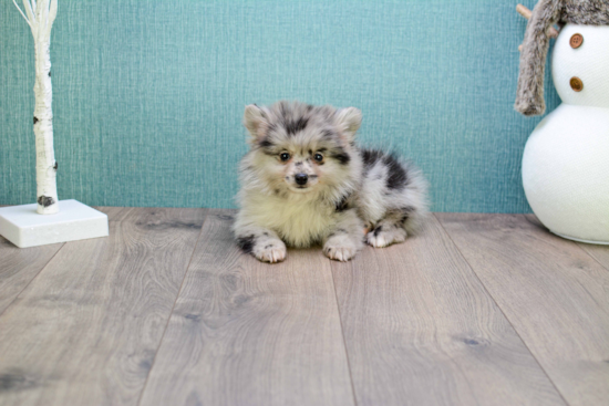 Akc Registered Pomeranian Baby