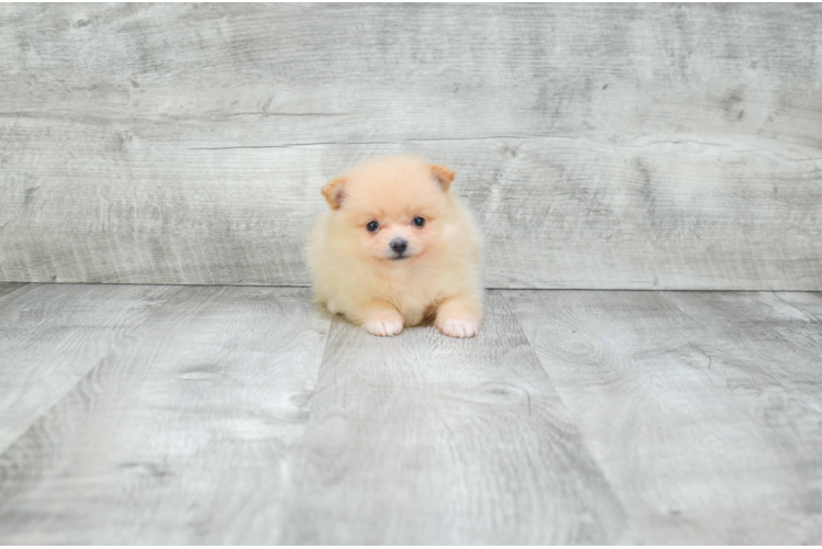 Pomeranian Puppy for Adoption