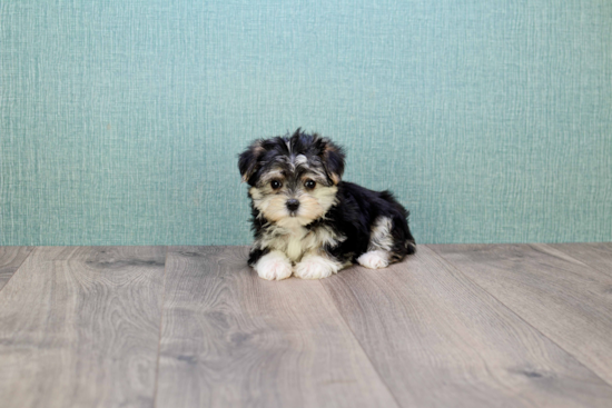 Small Morkie Baby