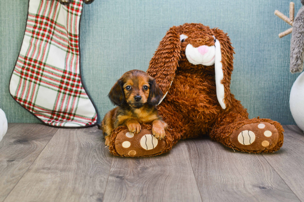 Cute Dachshund Purebred Puppy