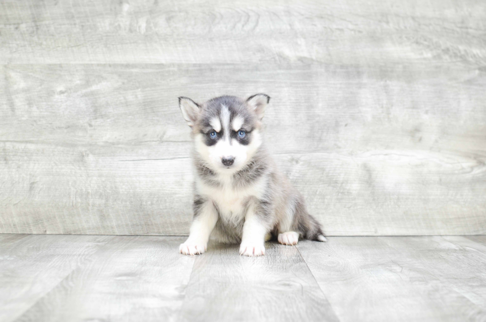 Energetic Mini Husky Designer Puppy