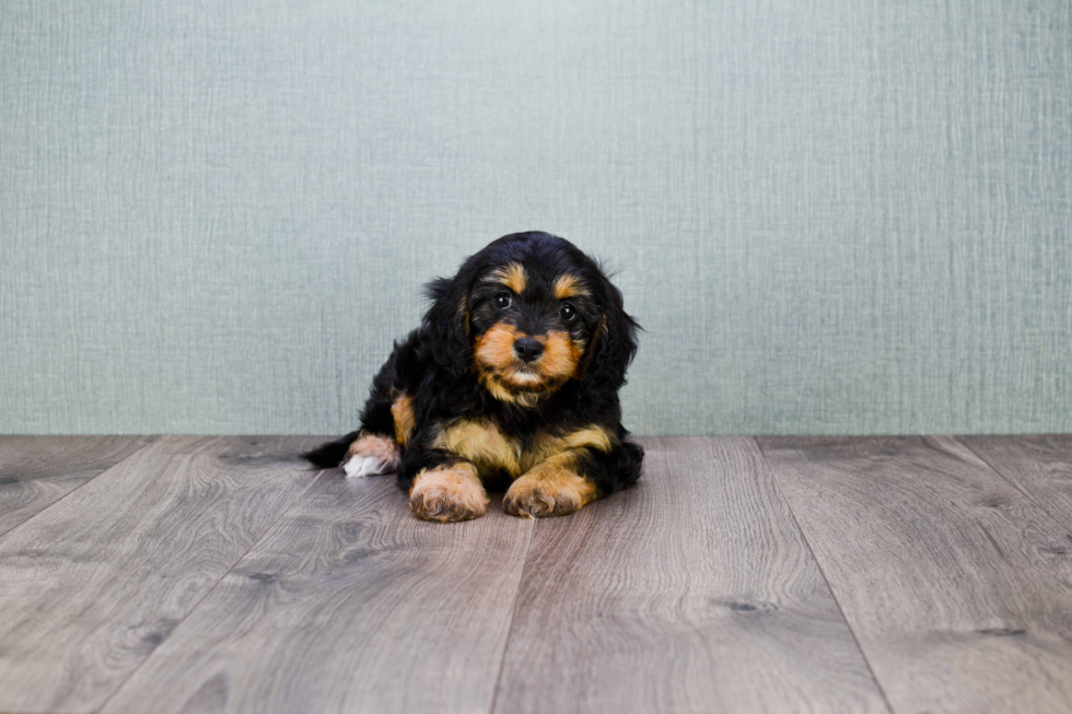 Petite Cavapoo Poodle Mix Pup