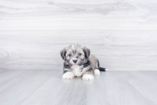 Cute Havanese Purebred Puppy