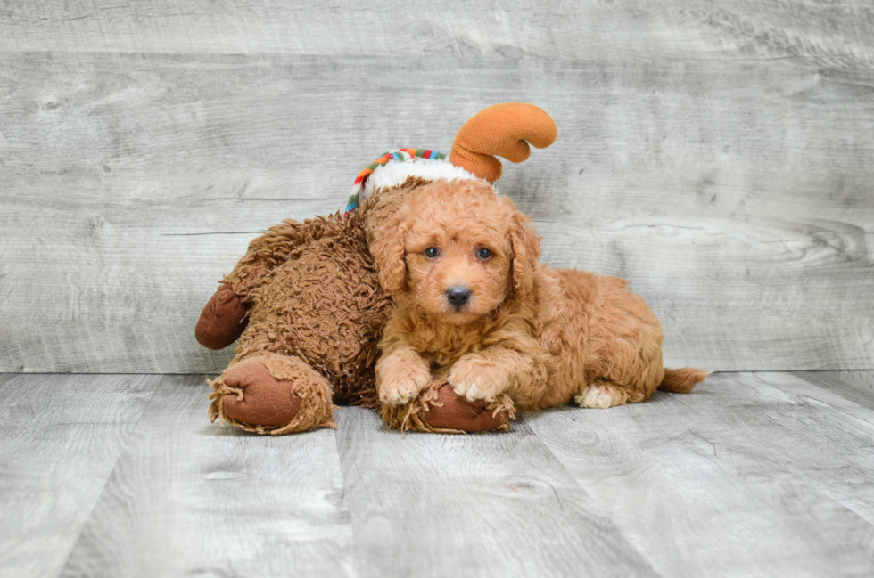 Best Mini Goldendoodle Baby