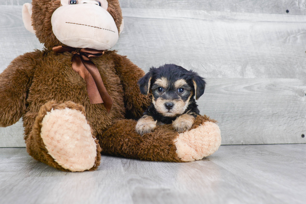 Morkie Puppy for Adoption