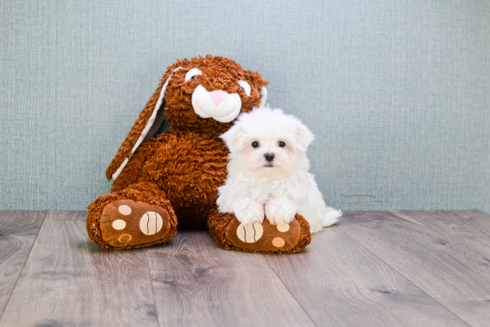 Akc Registered Maltese Baby