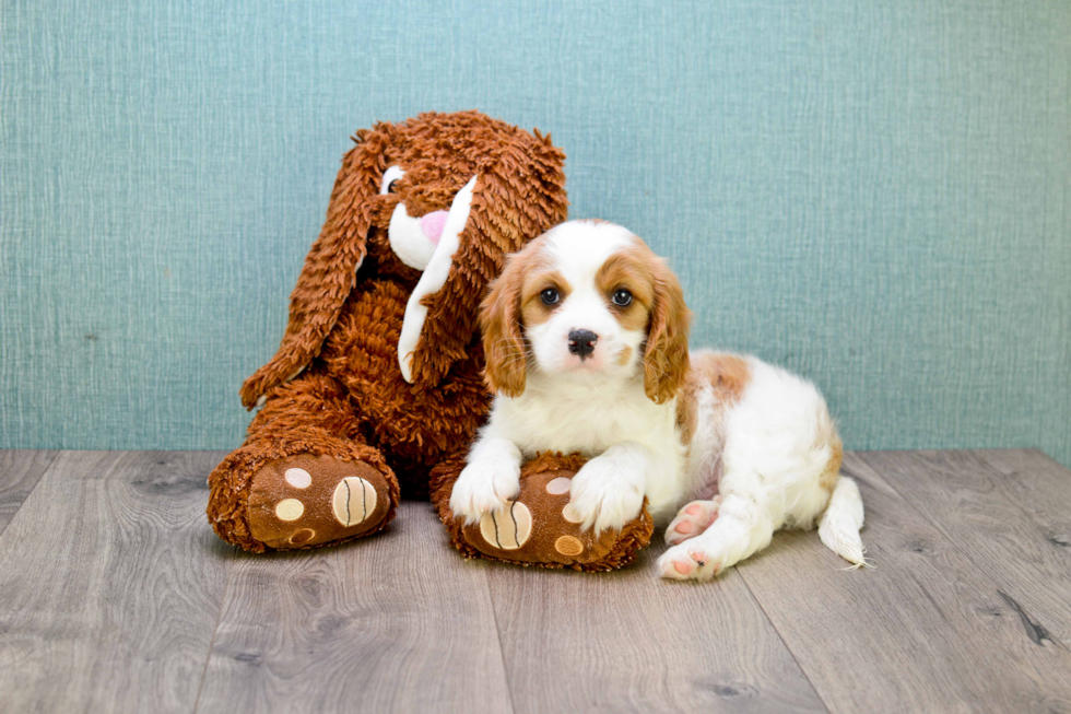 Cavalier King Charles Spaniel Pup Being Cute