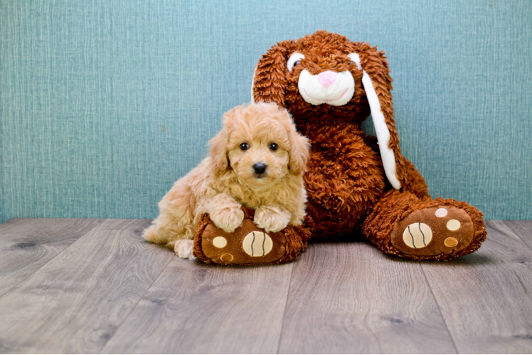 Cavapoo Pup Being Cute