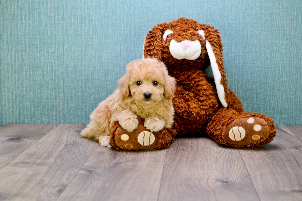 Cavapoo Pup Being Cute