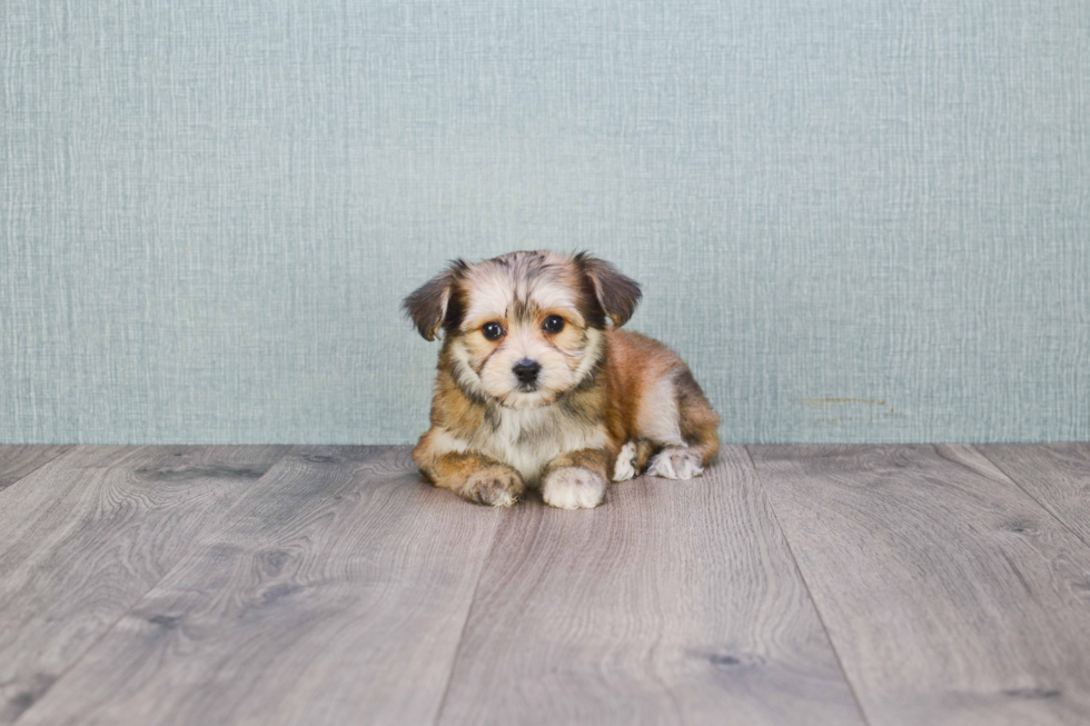 Morkie Pup Being Cute