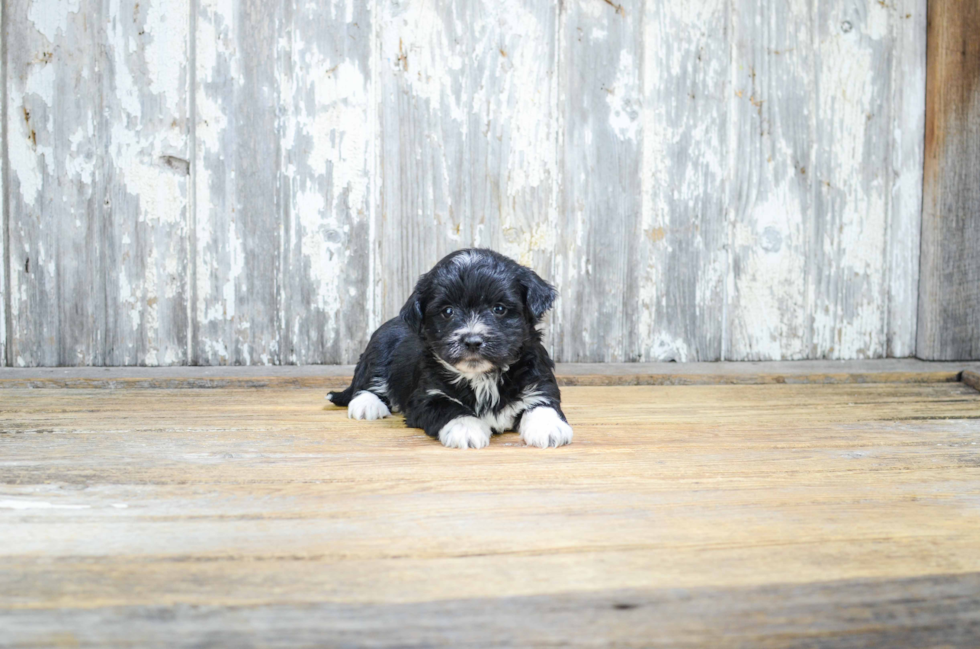 Cute Morkie Baby