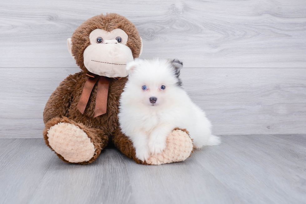 Playful Pomeranian Purebred Pup