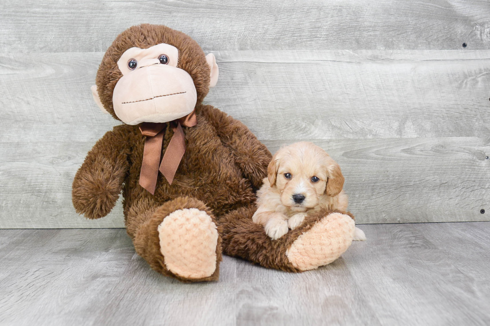 Energetic Golden Retriever Poodle Mix Puppy