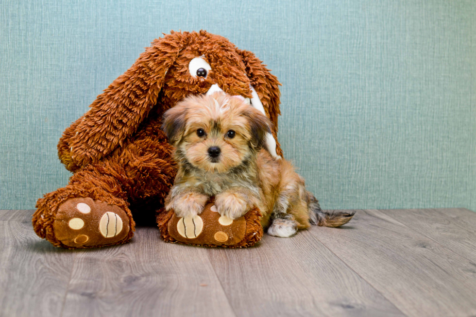 Happy Morkie Baby