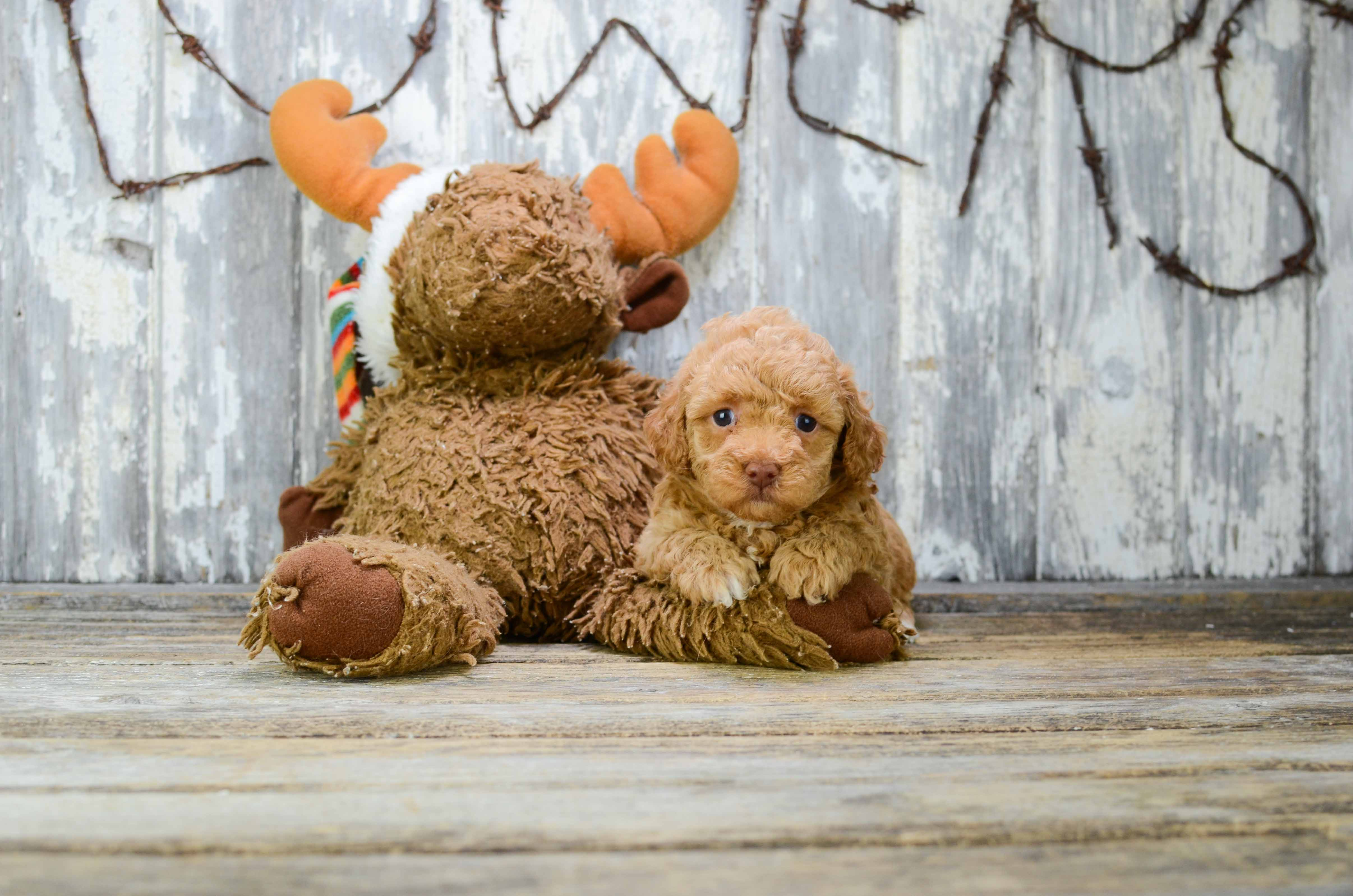 Best Poodle Baby