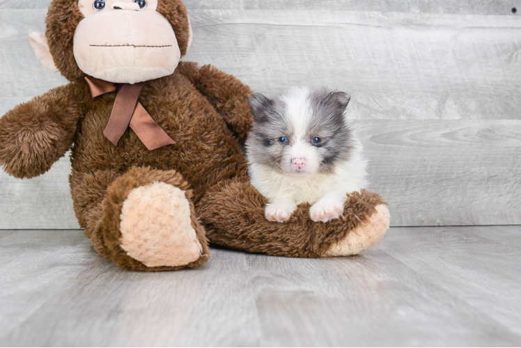 Fluffy Pomeranian Purebred Puppy