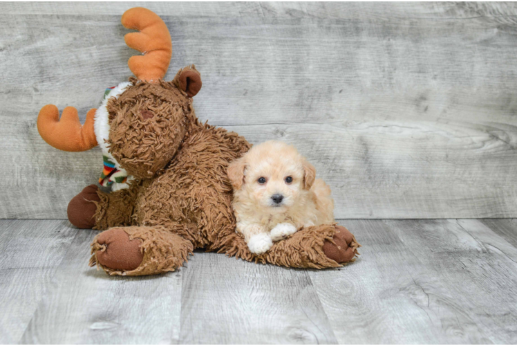 Small Maltipoo Baby