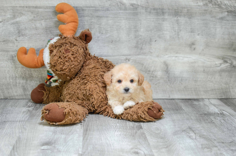 Small Maltipoo Baby