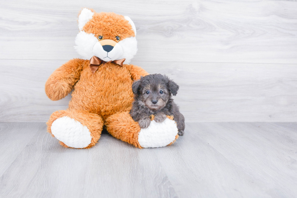 Mini Aussiedoodle Puppy for Adoption