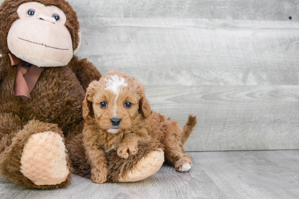 Cavapoo Puppy for Adoption