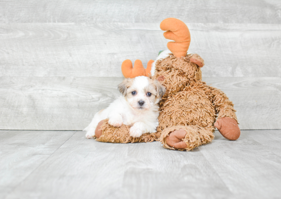 Fluffy Teddy Bear Designer Pup