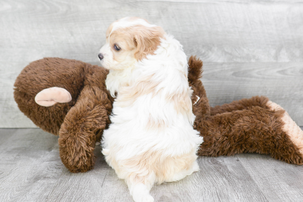 Fluffy Cavachon Designer Pup