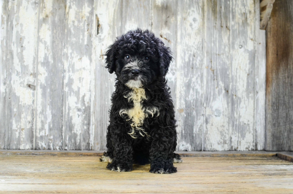 Best Mini Bernedoodle Baby